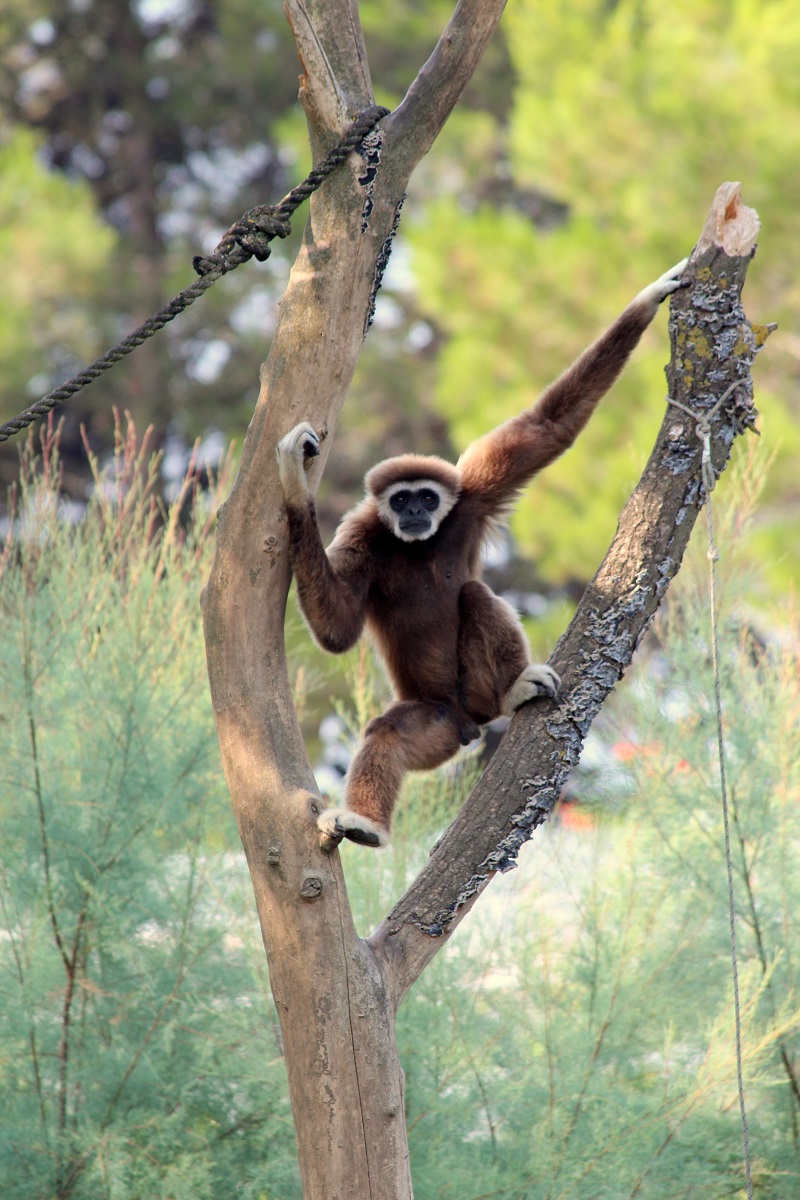 Gibbone dalle mani bianche