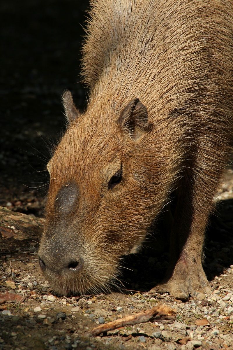 Capibara