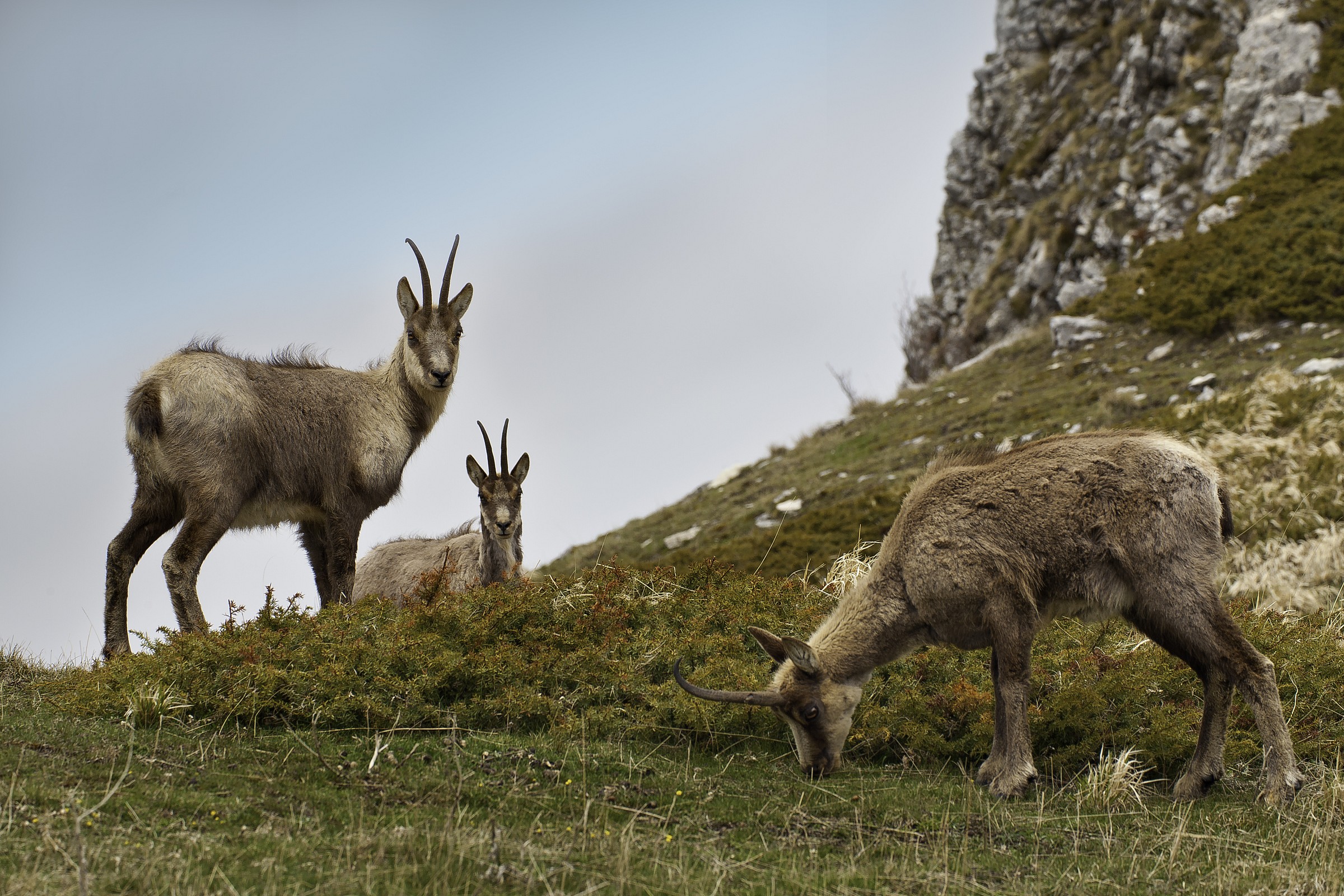 Camoscio d'Abruzzo