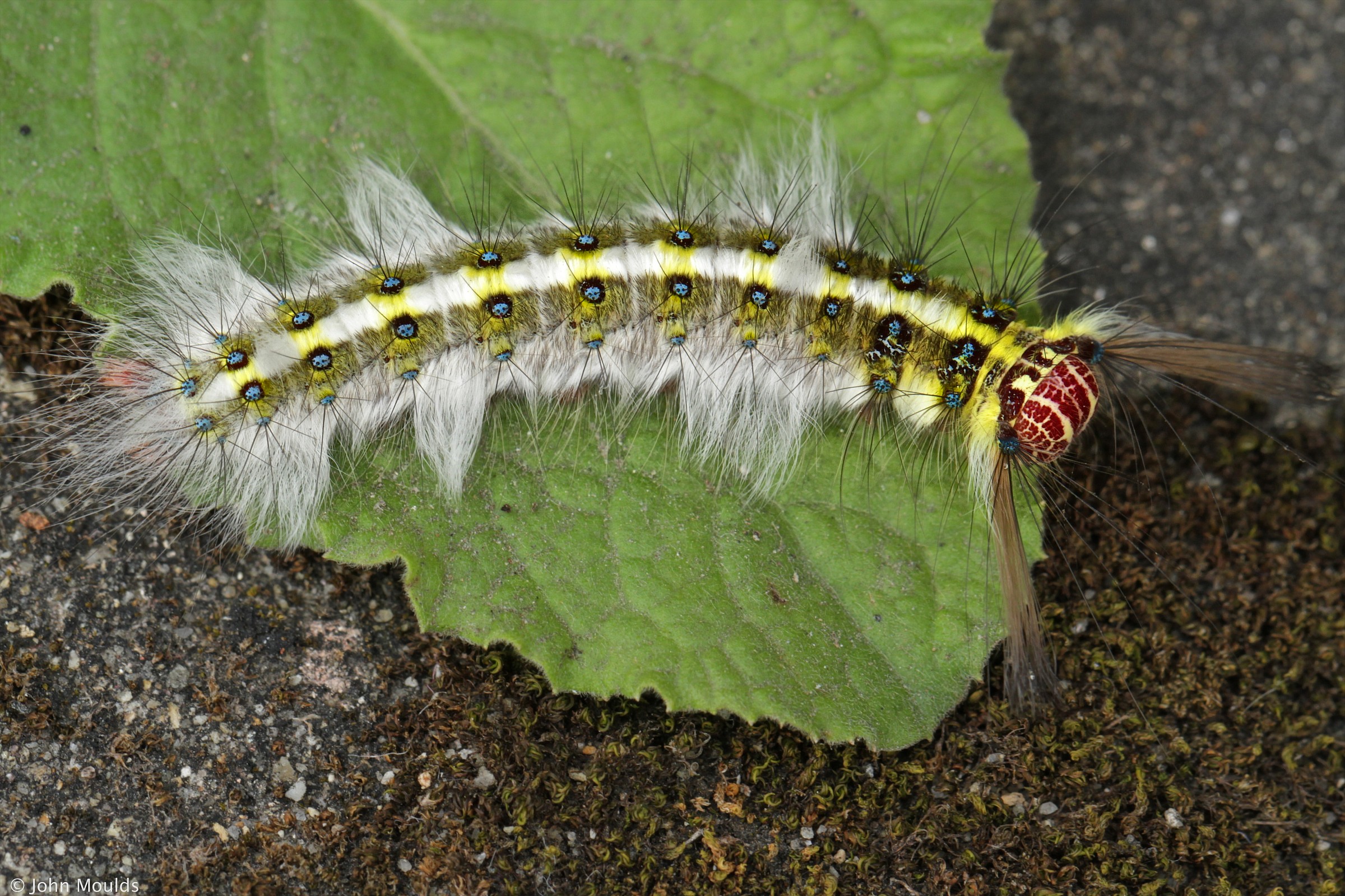 Caterpillar, Hue, Cittadella, No 2 ...