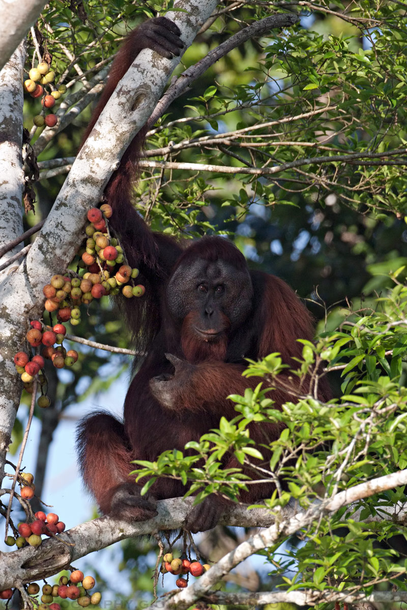 Orangutan