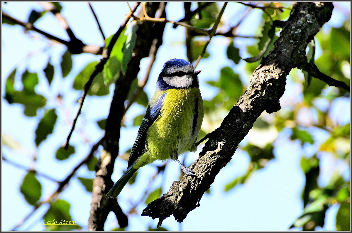 Blue Tit