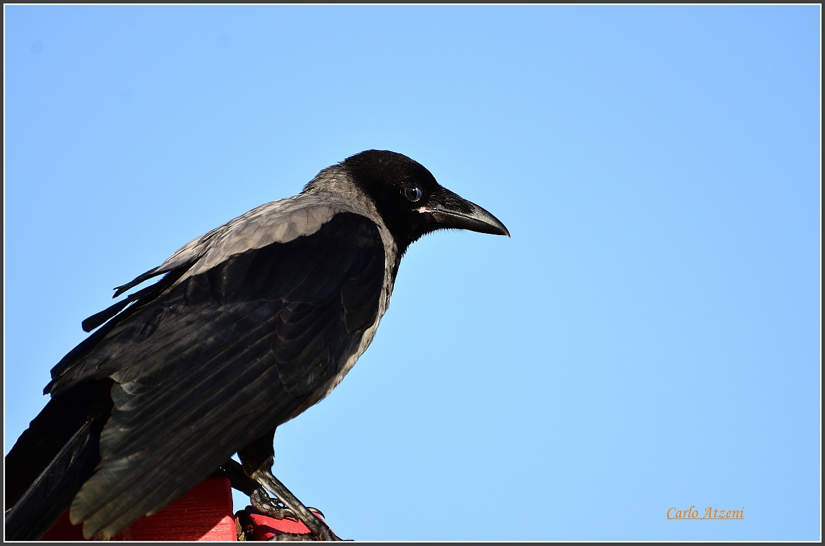Hooded Crow