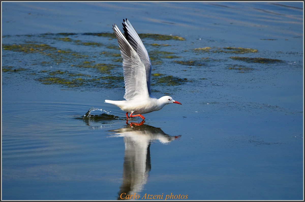 Rosy gull