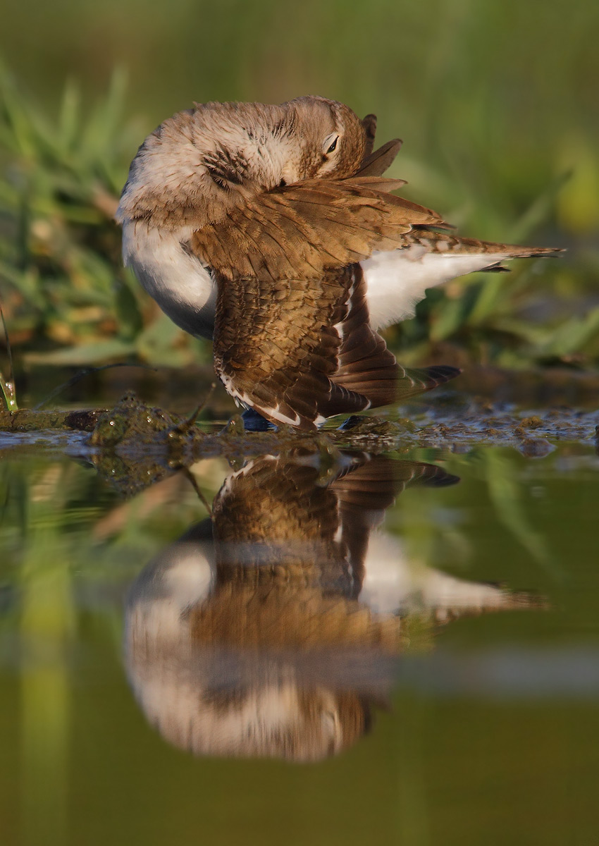 Common Sandpiper