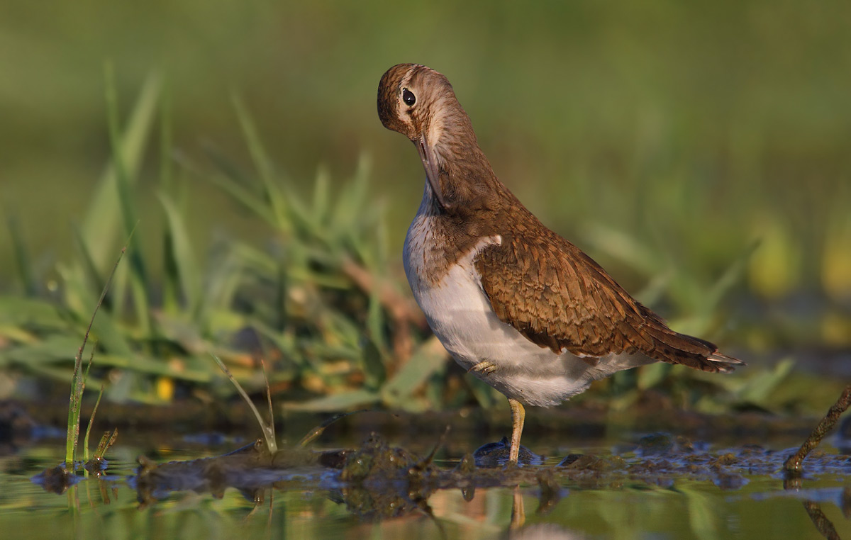 Common Sandpiper