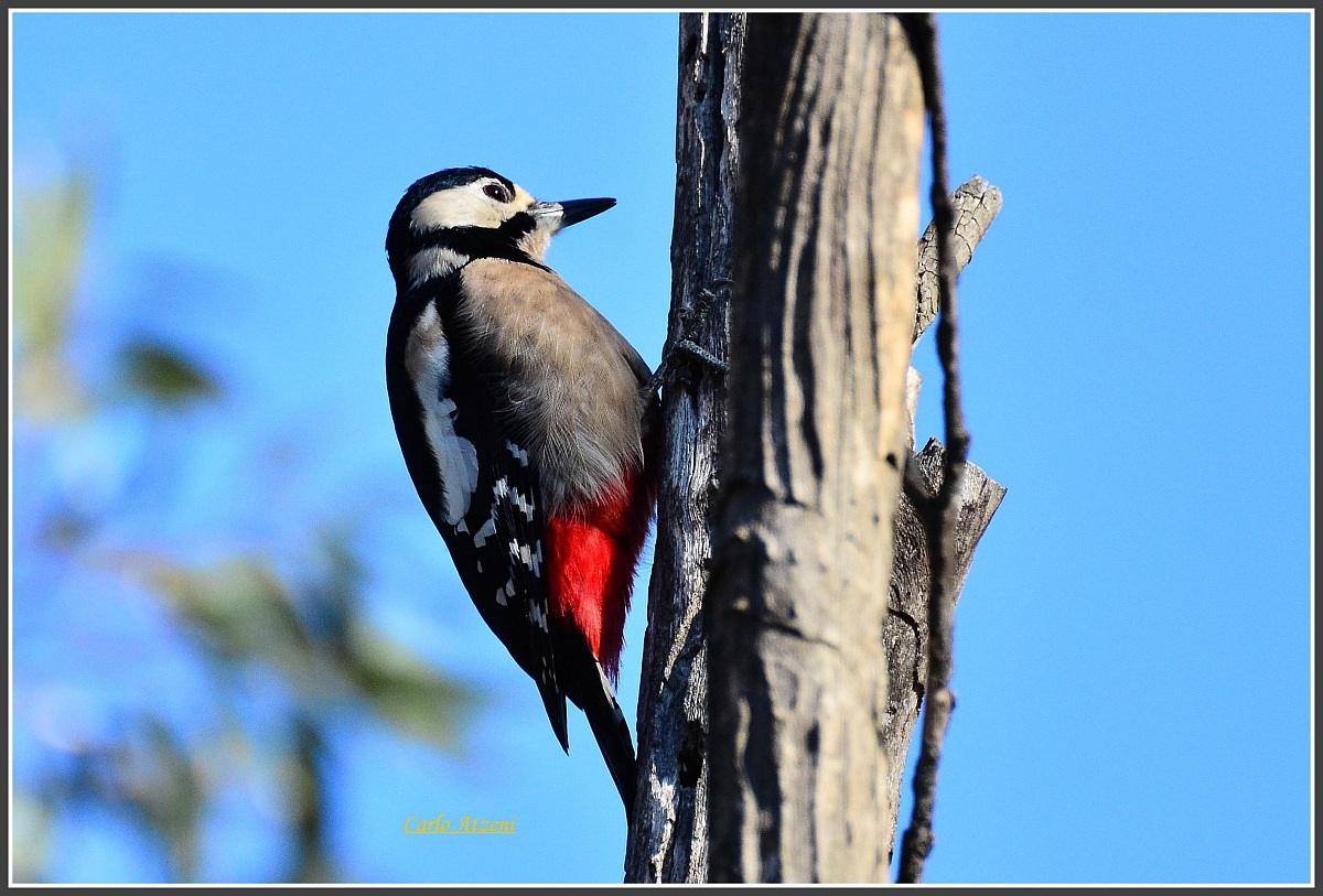 Great Spotted Woodpecker