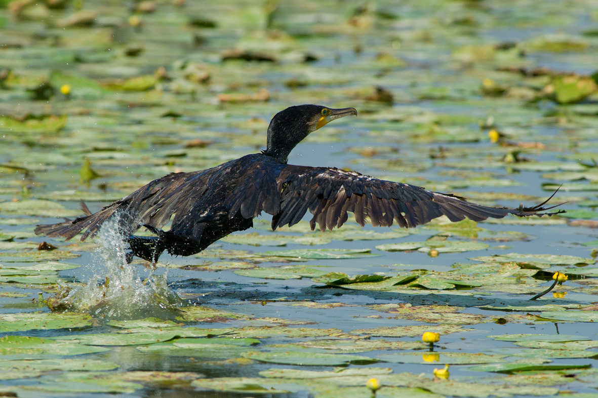 Cormorant