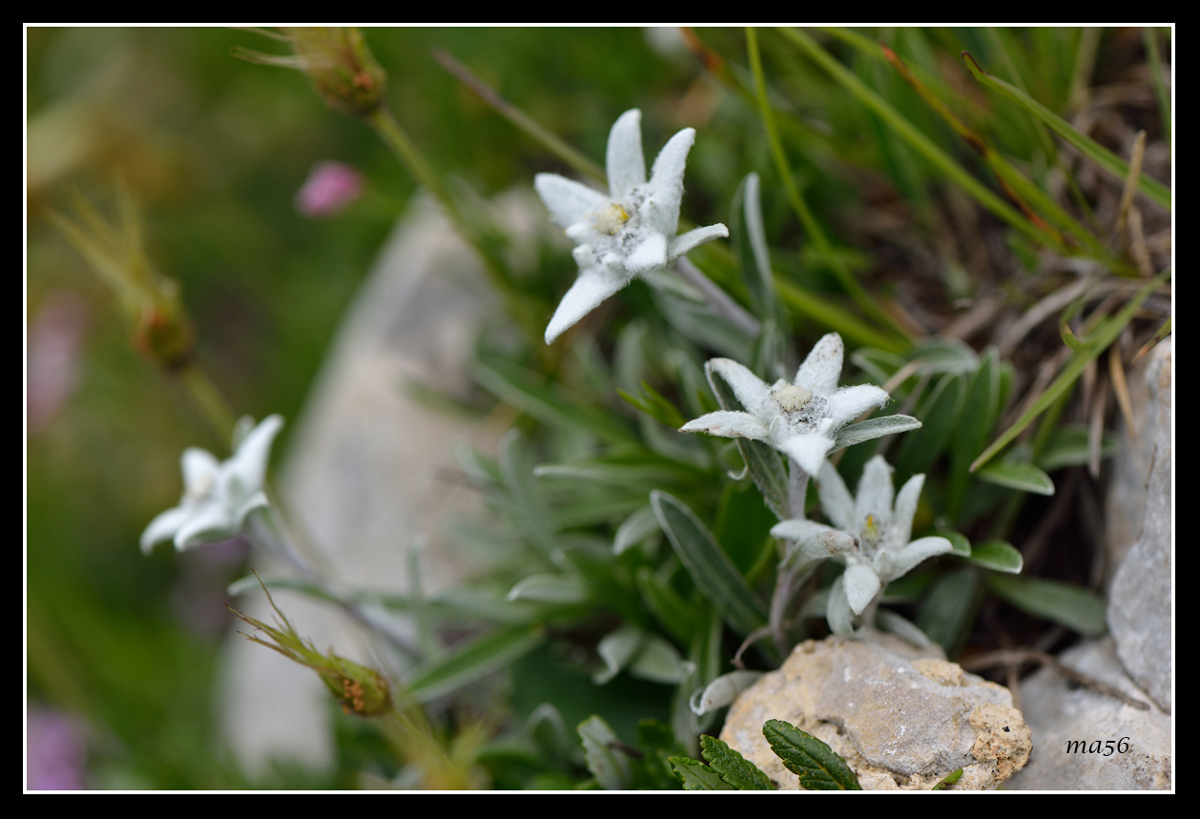 Edelweiss - Monte Baldo VR