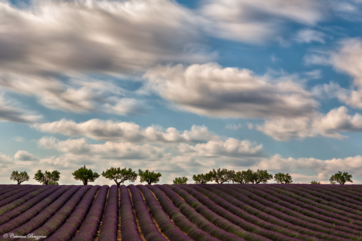 Lavender and clouds