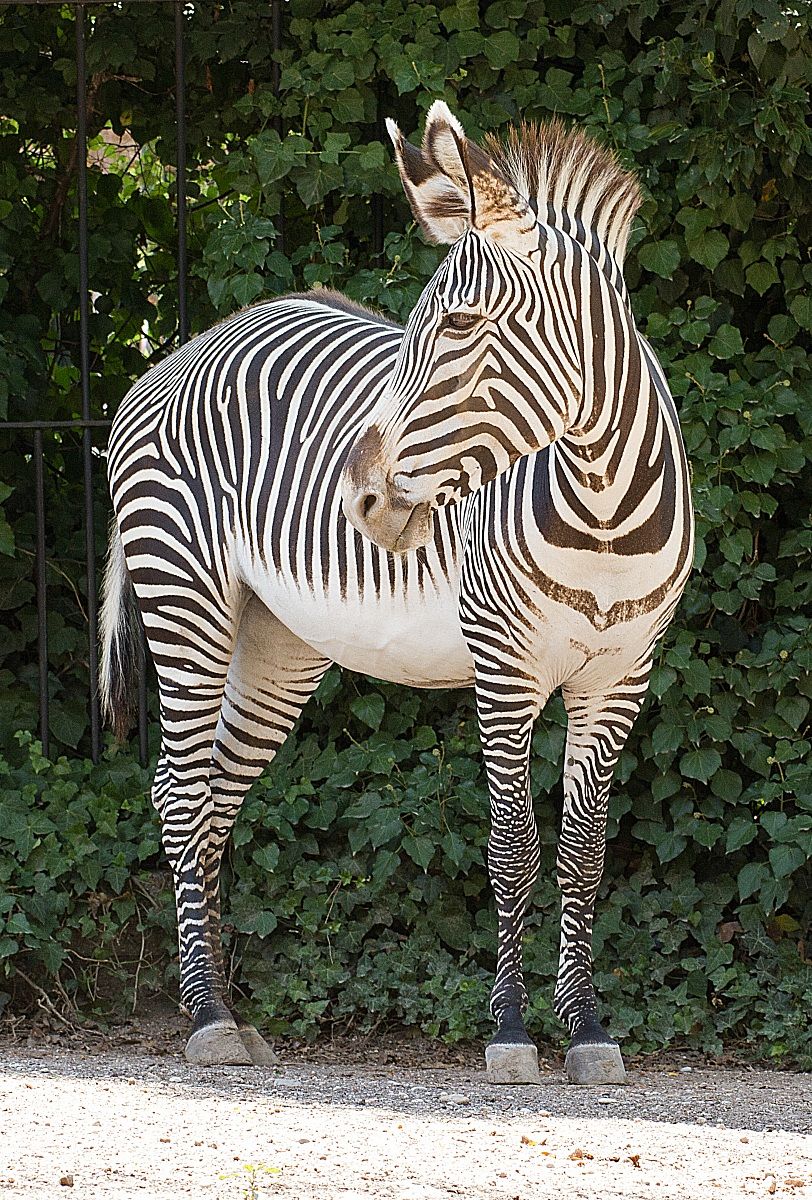 Zebra
