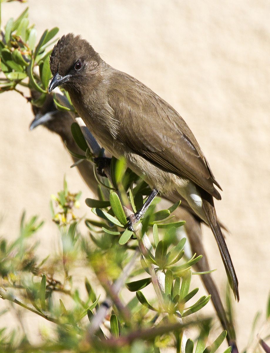 Bulbul