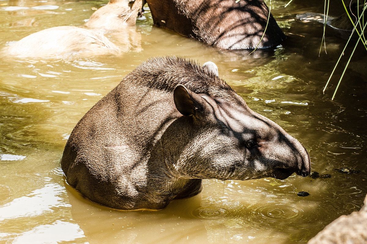 Tapiro