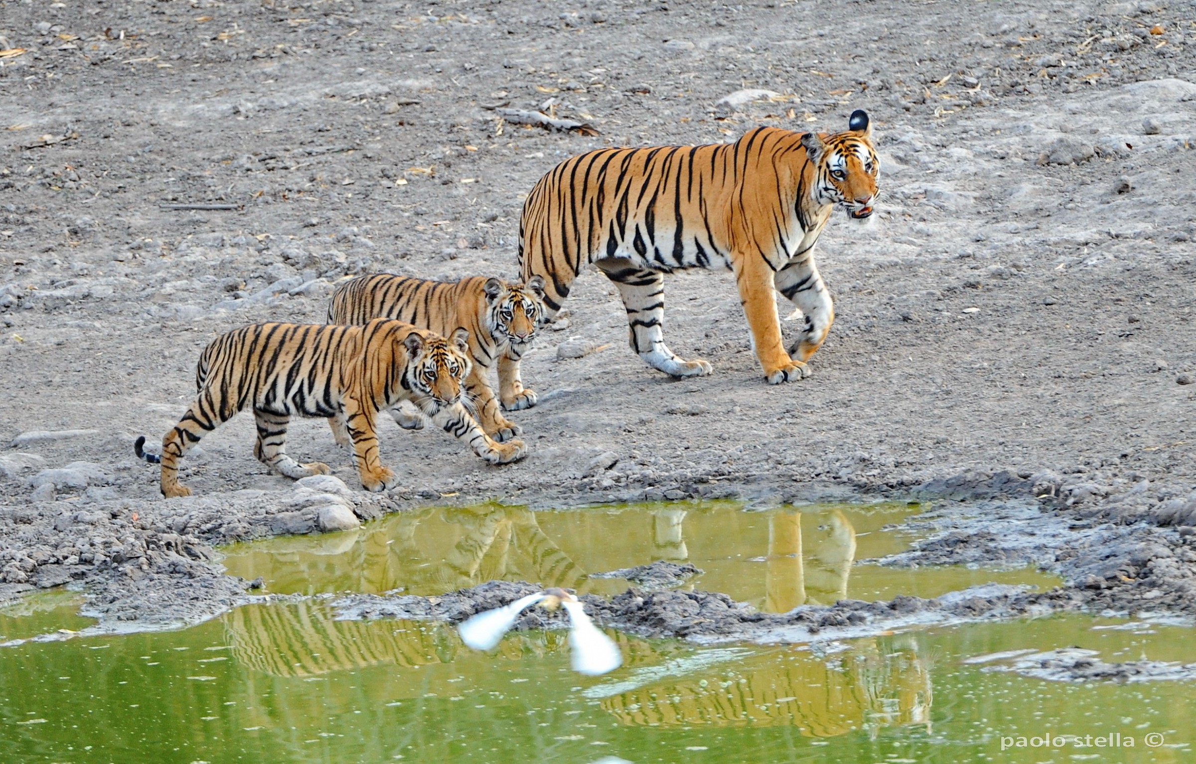 3 bengal tigers in Bandhavgarh
