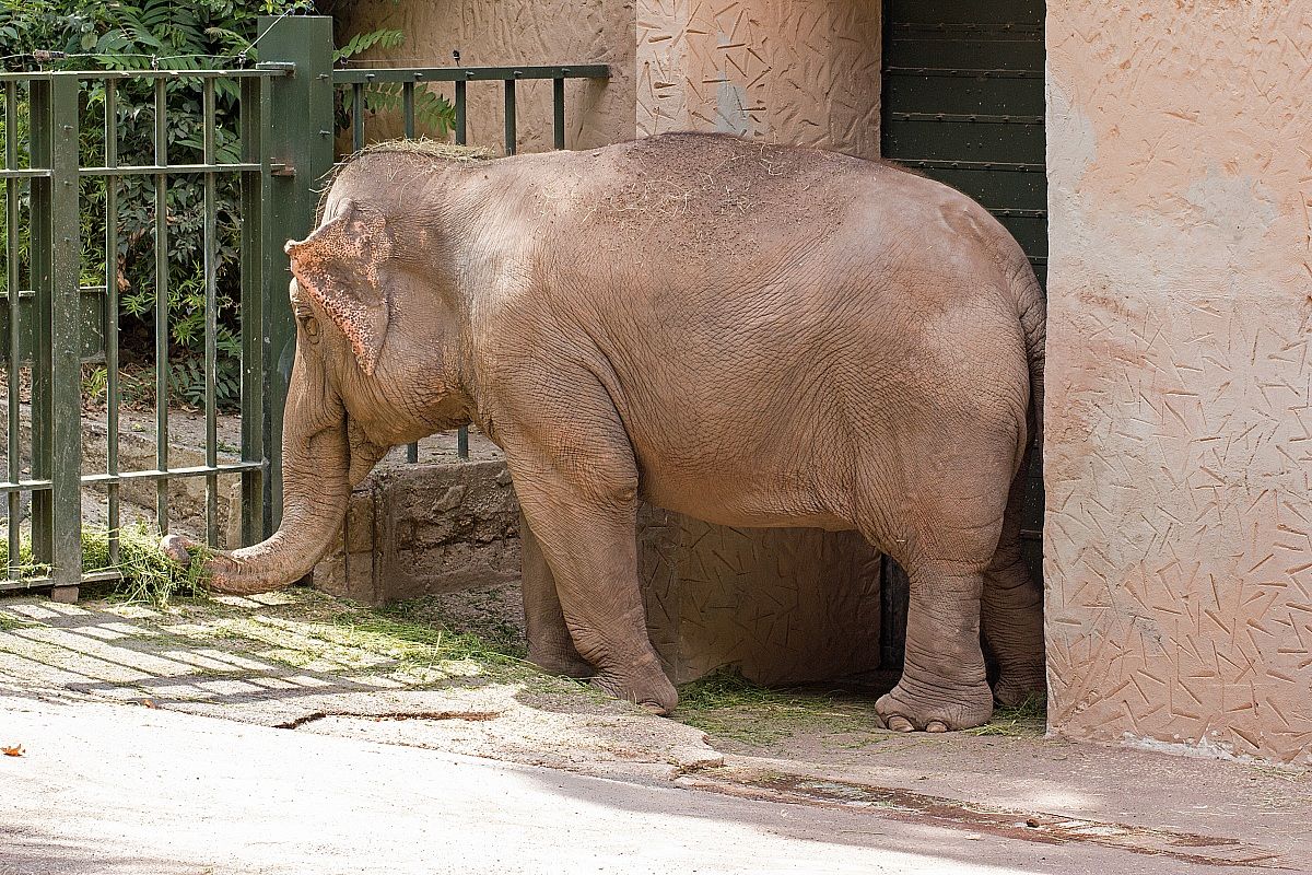 Elefante