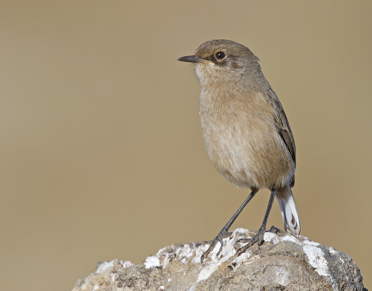 Sassicola di Erlanger