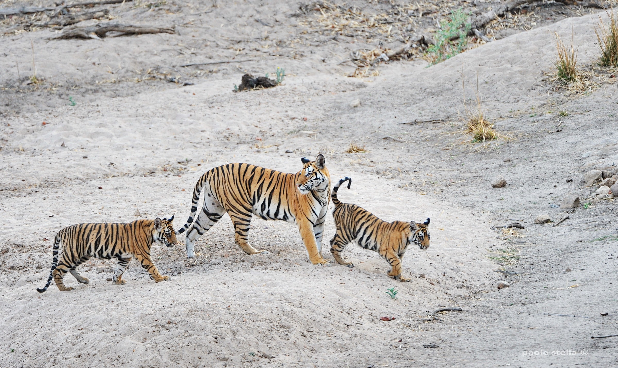 mom & cubs in Bandhavgarh