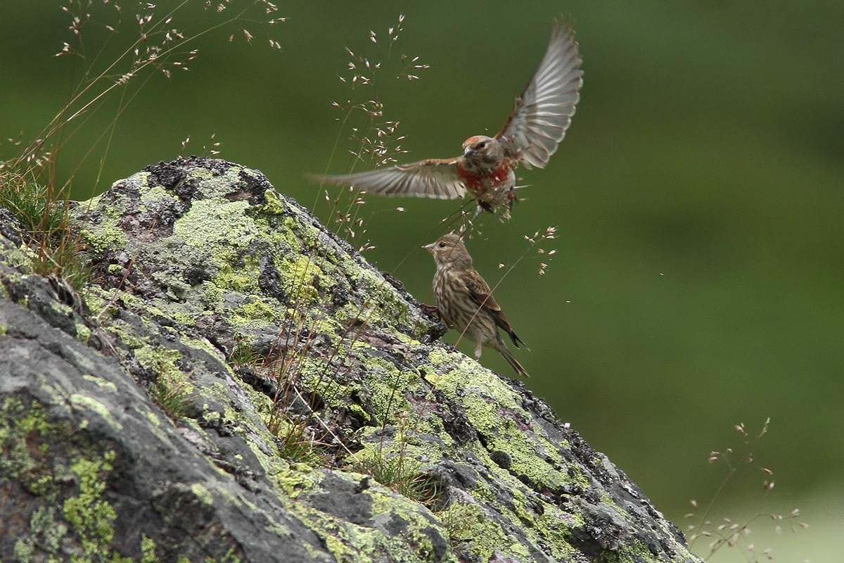 overflight unexpected