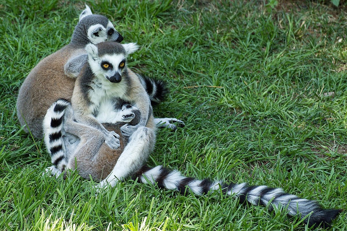 Famiglia di Lemuri