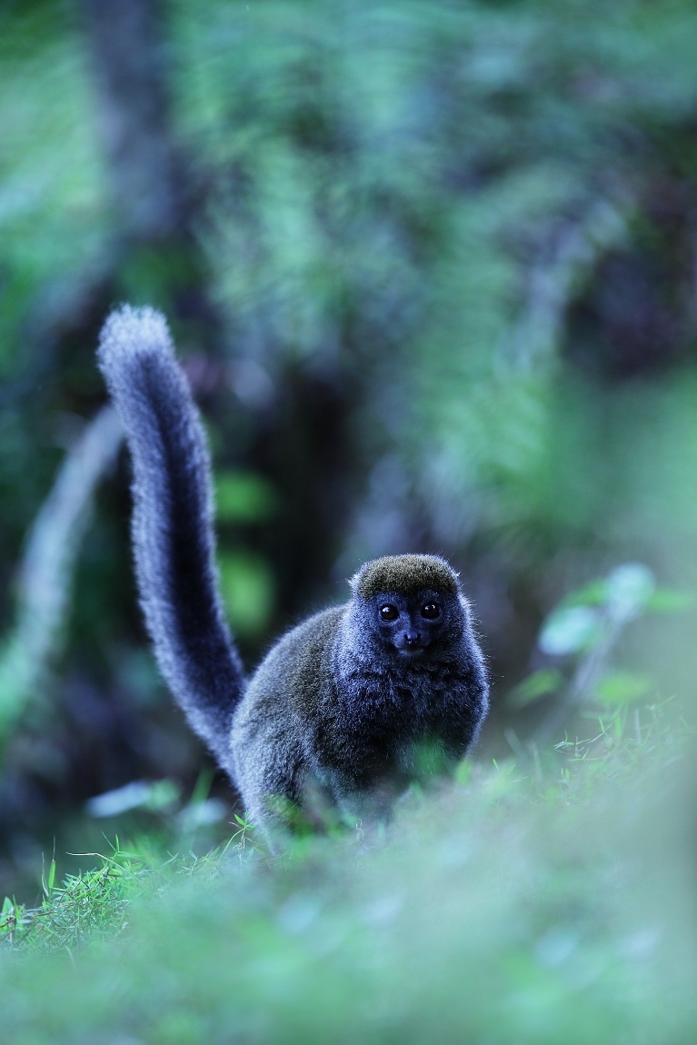 Lesser bambù lemure