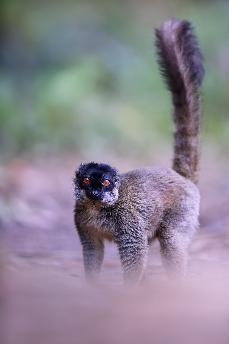 Comune marrone lemure