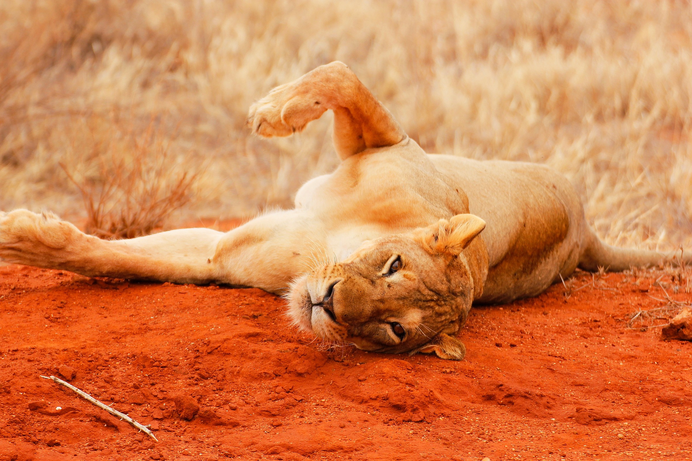 Stretching del gattone