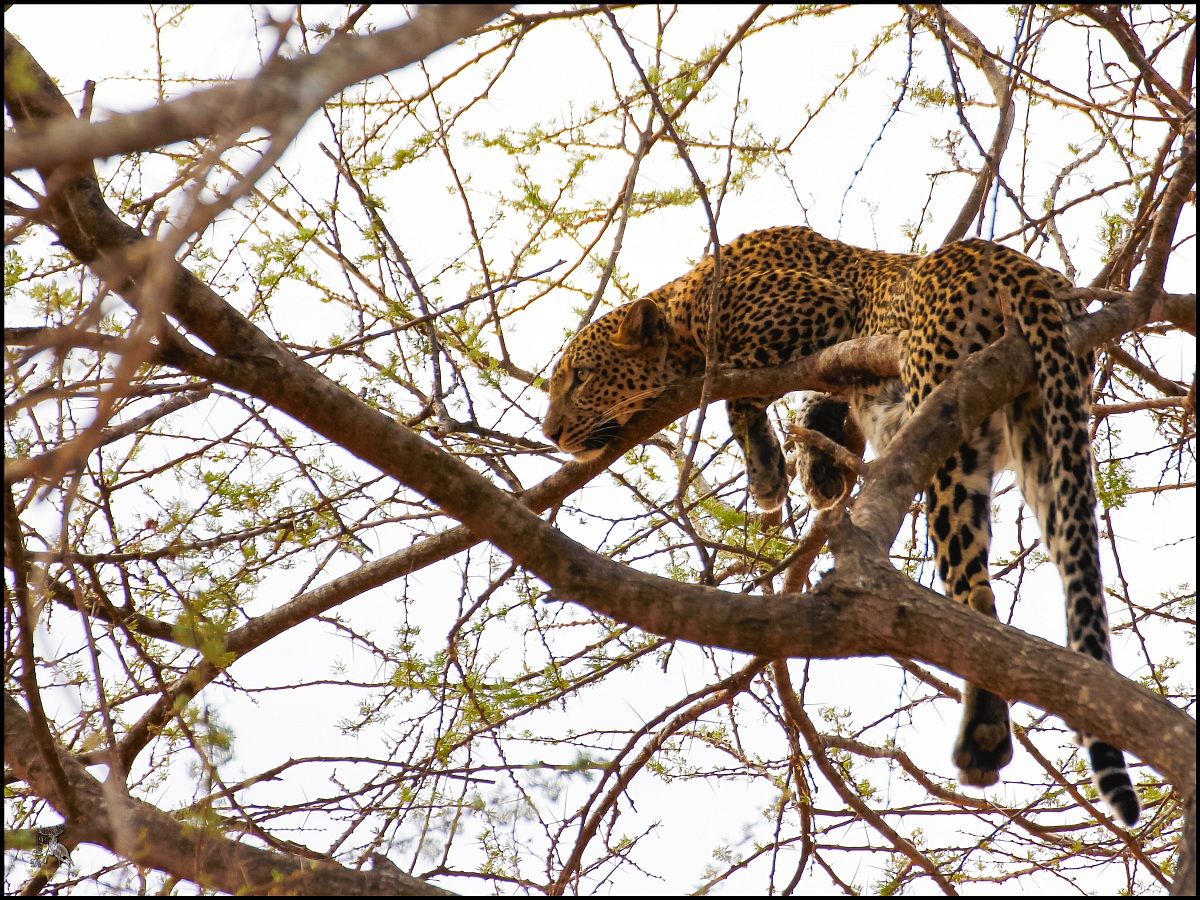 Riposino del Leopardo