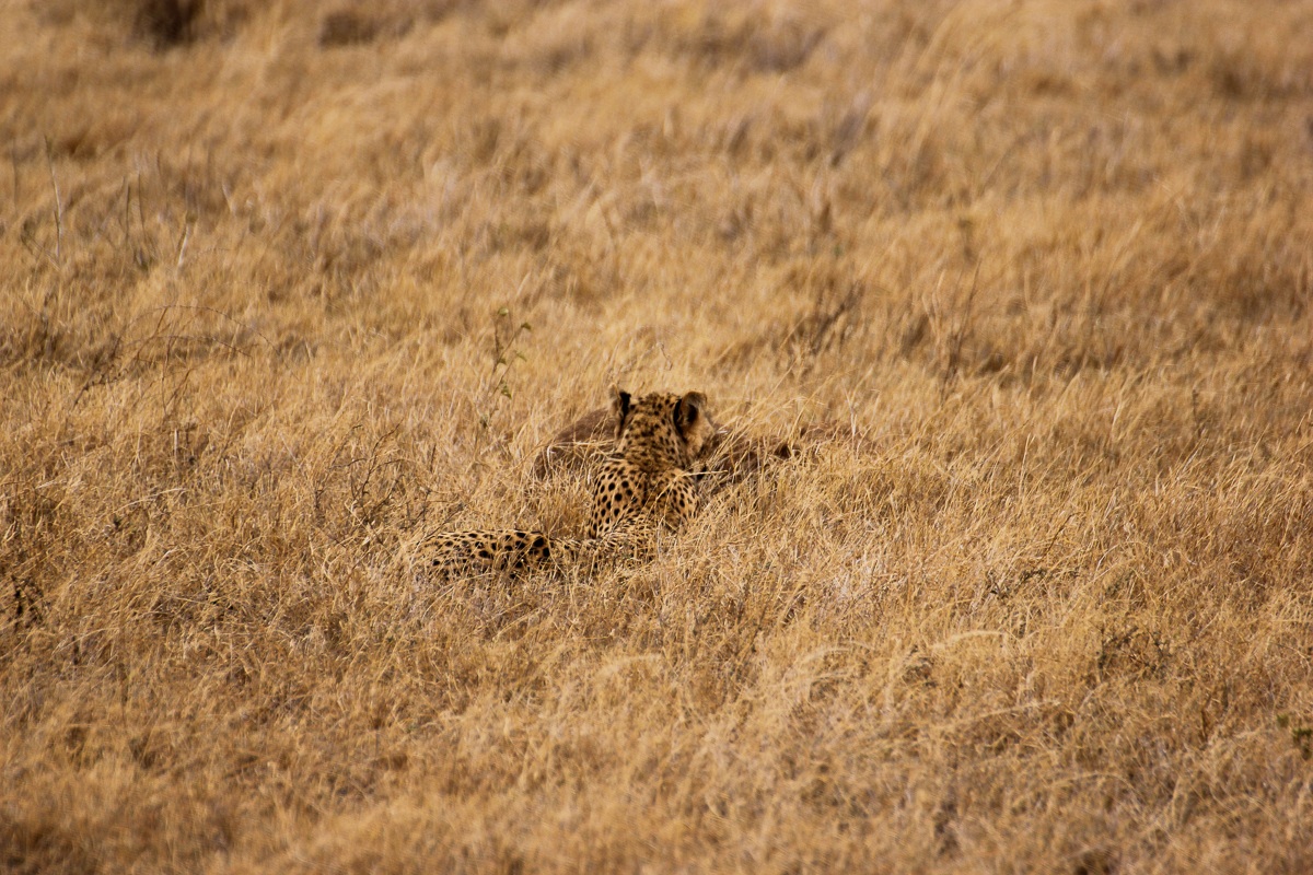 L'agguato del Ghepardo