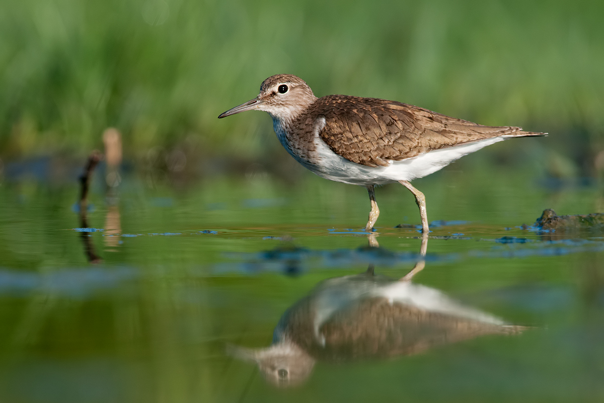 Common Sandpiper (Actitis hypoleucos?)