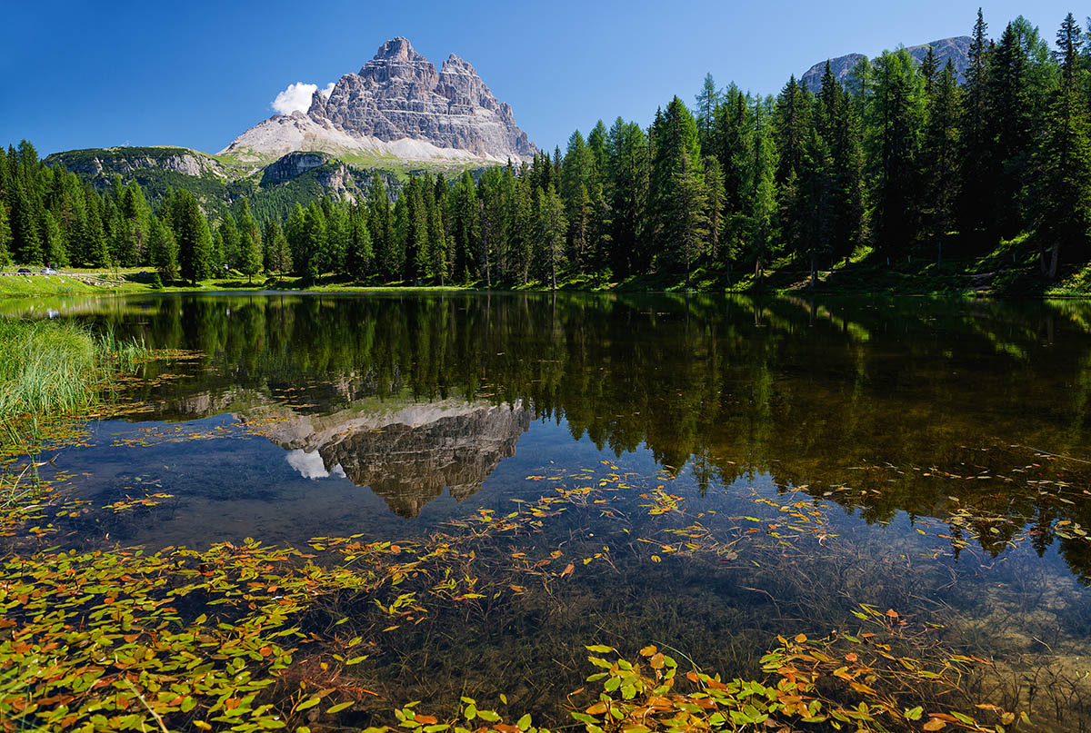 Between leaves and reflections