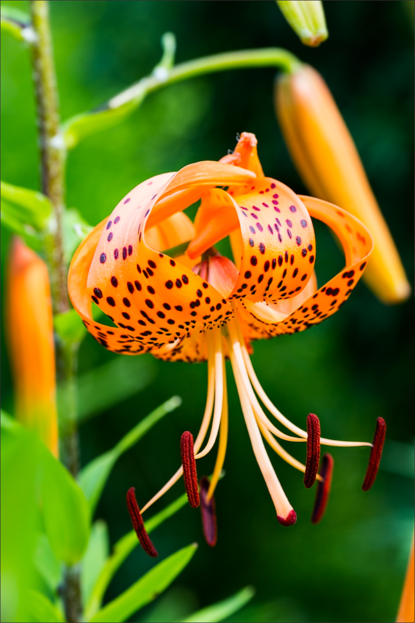 Lilium tigrinum Ker-Gawler