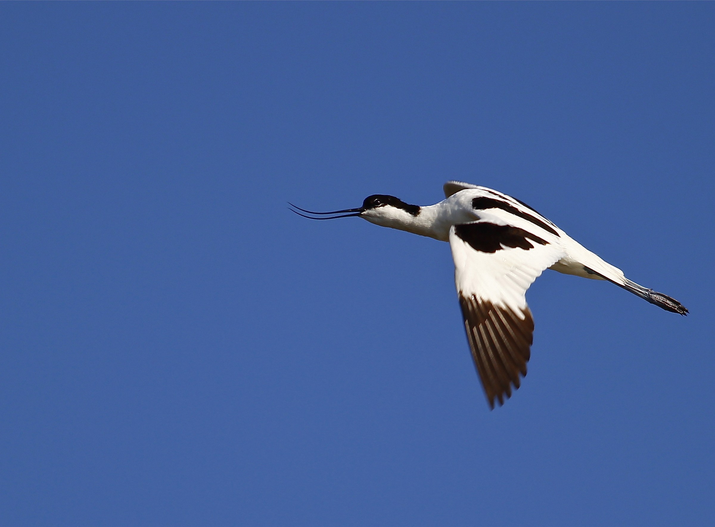 avocetta in volo
