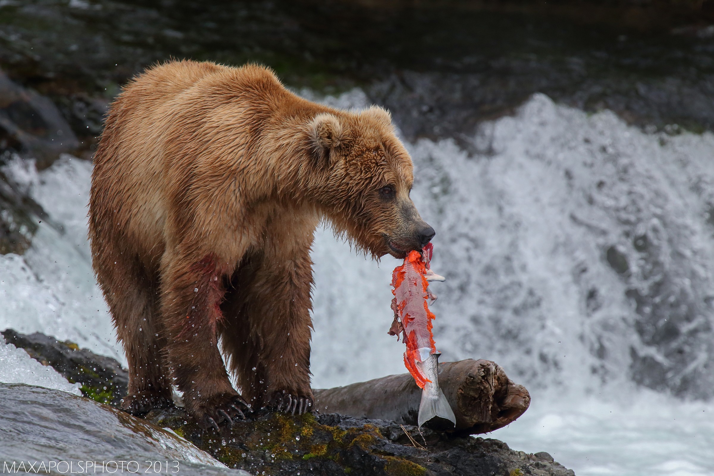 grizzly con preda 2..