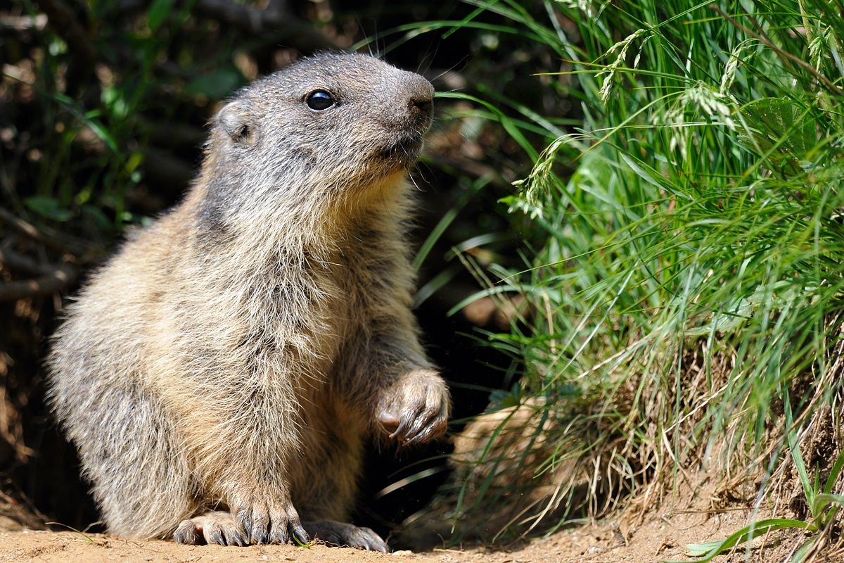cucciolo di marmotta