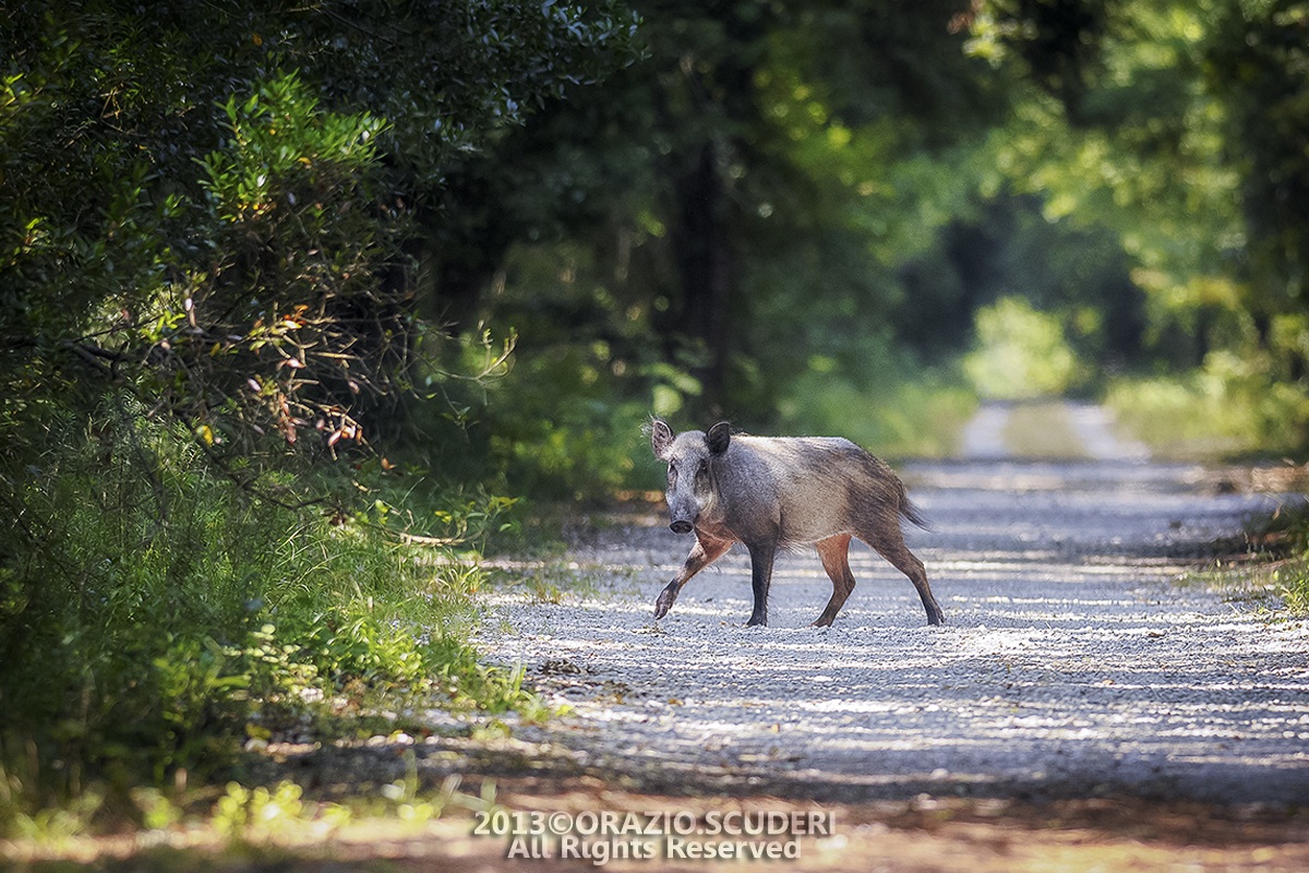 Parco Nazionale del Circeo - Incontri