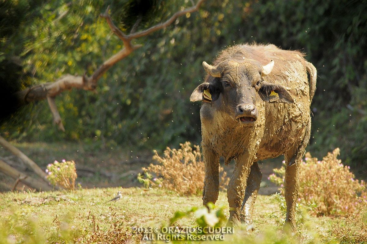 Parco Nazionale del Circeo - Incontri