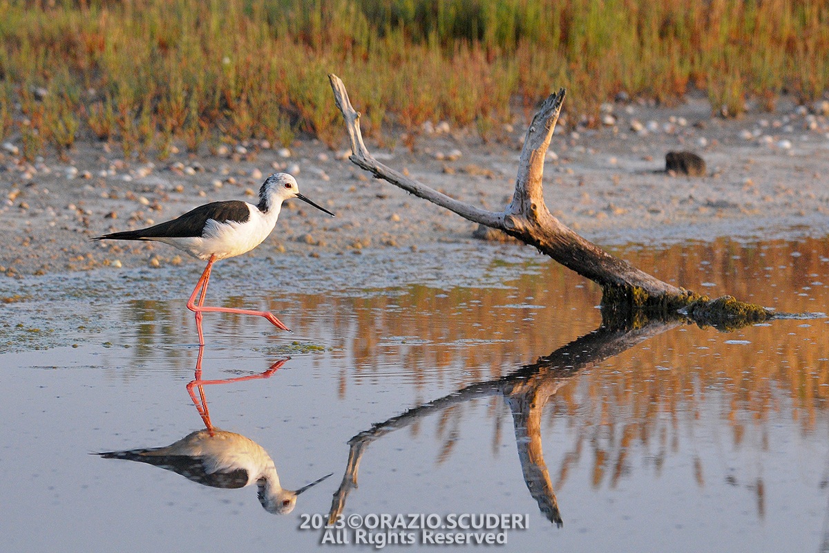 Himantopus himantopus