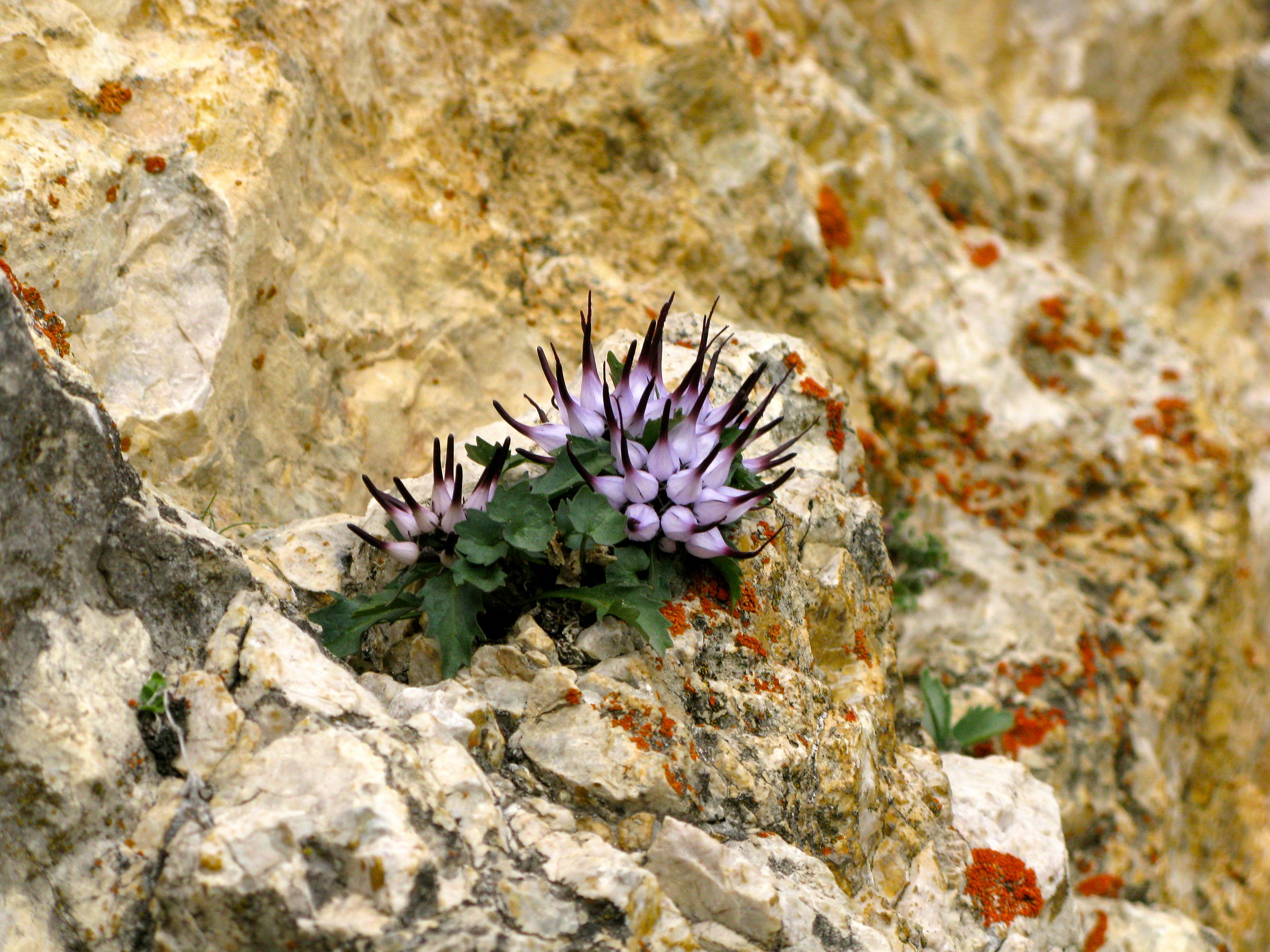 Rampions of rock. (Physoplexis comosa)