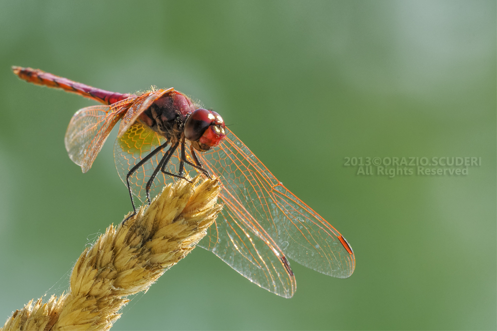 DragonFly_2013