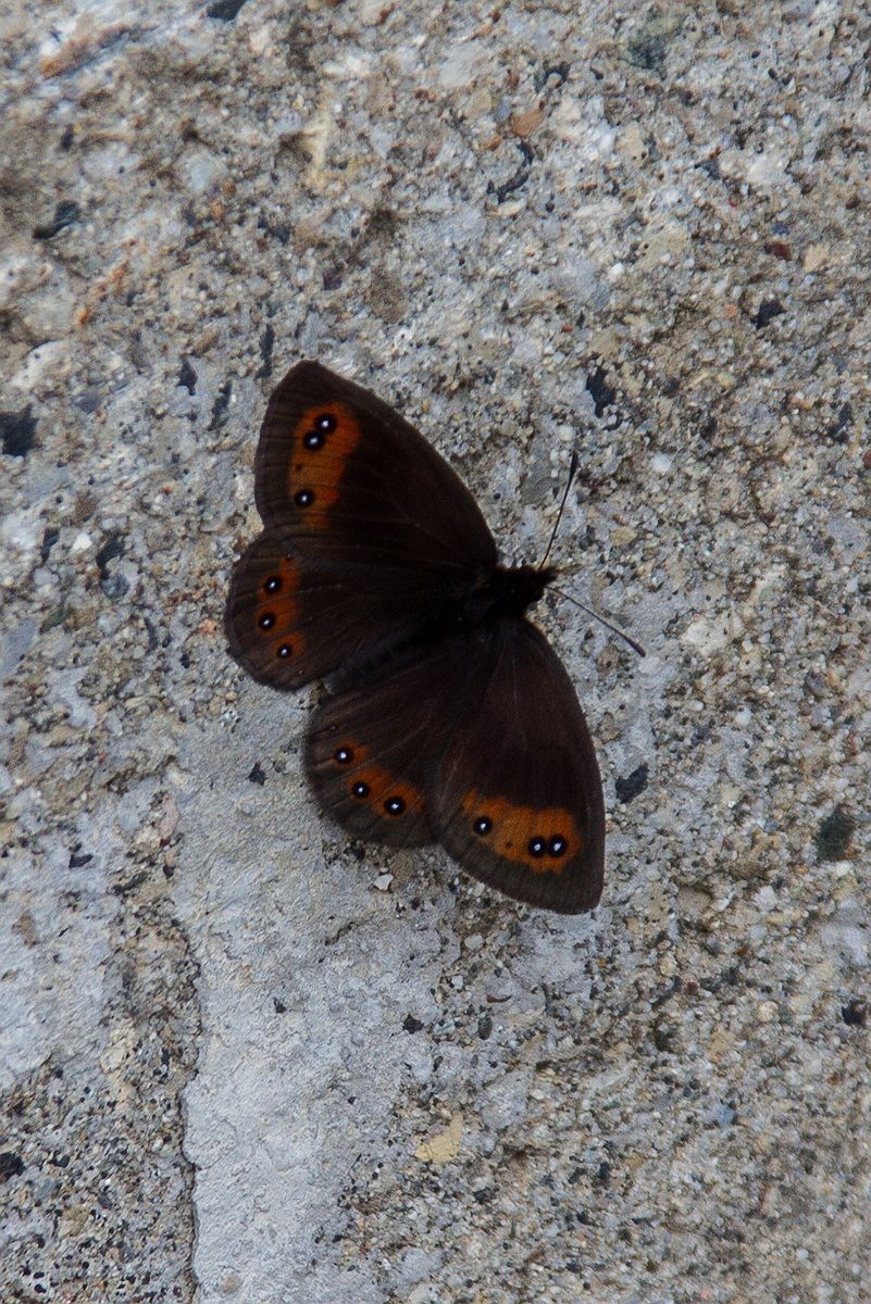 Erebia meolans