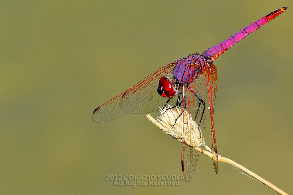 Dragonfly