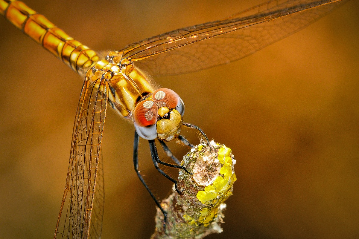 Dragonfly_1:1