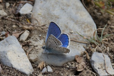 Polyommatus escheri