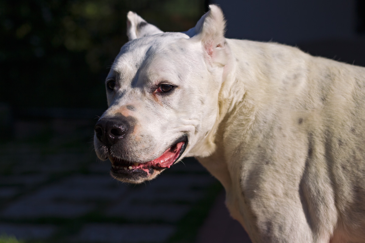 Addio Jago anzi ...arrivederci!!