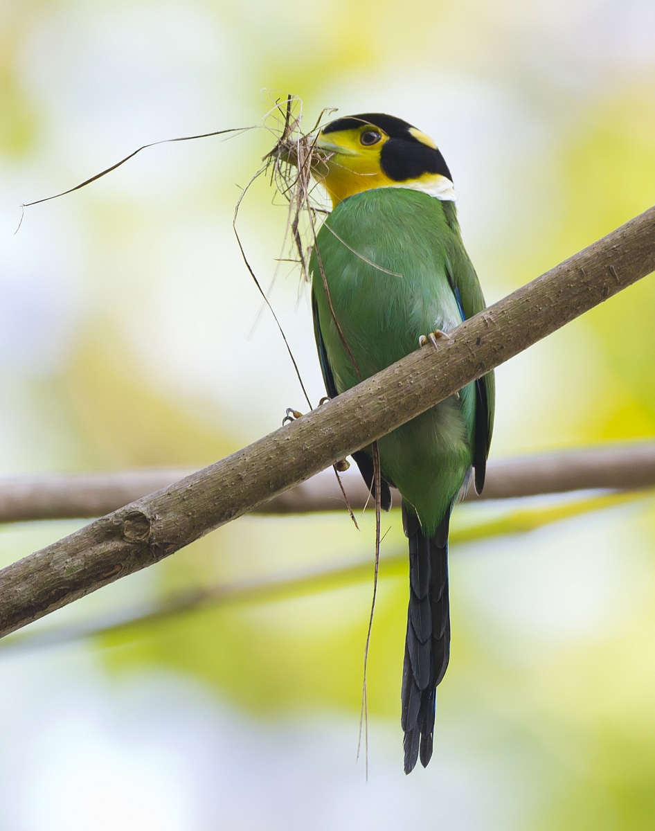 La costruzione del nido