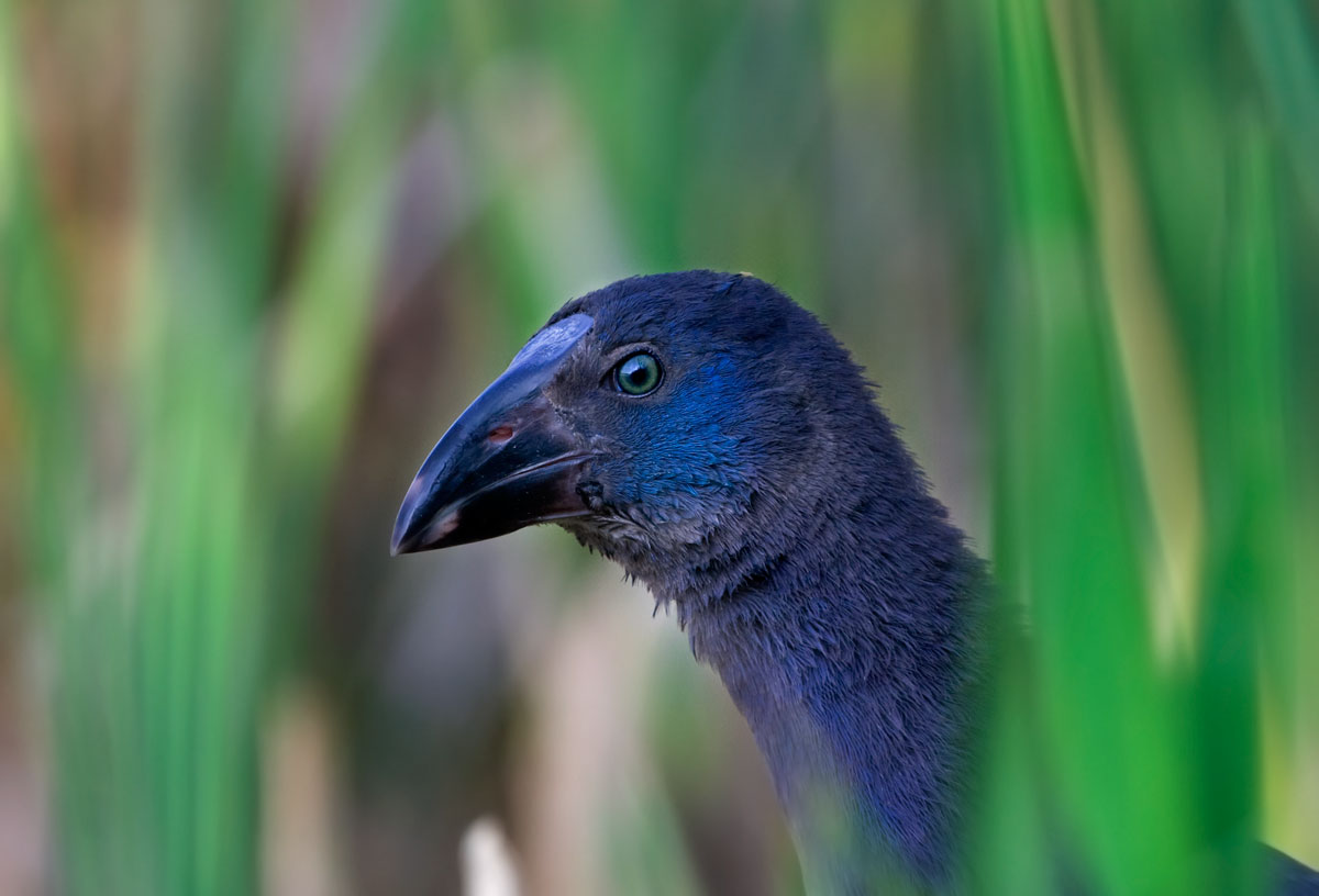 Pullo of Purple Gallinule