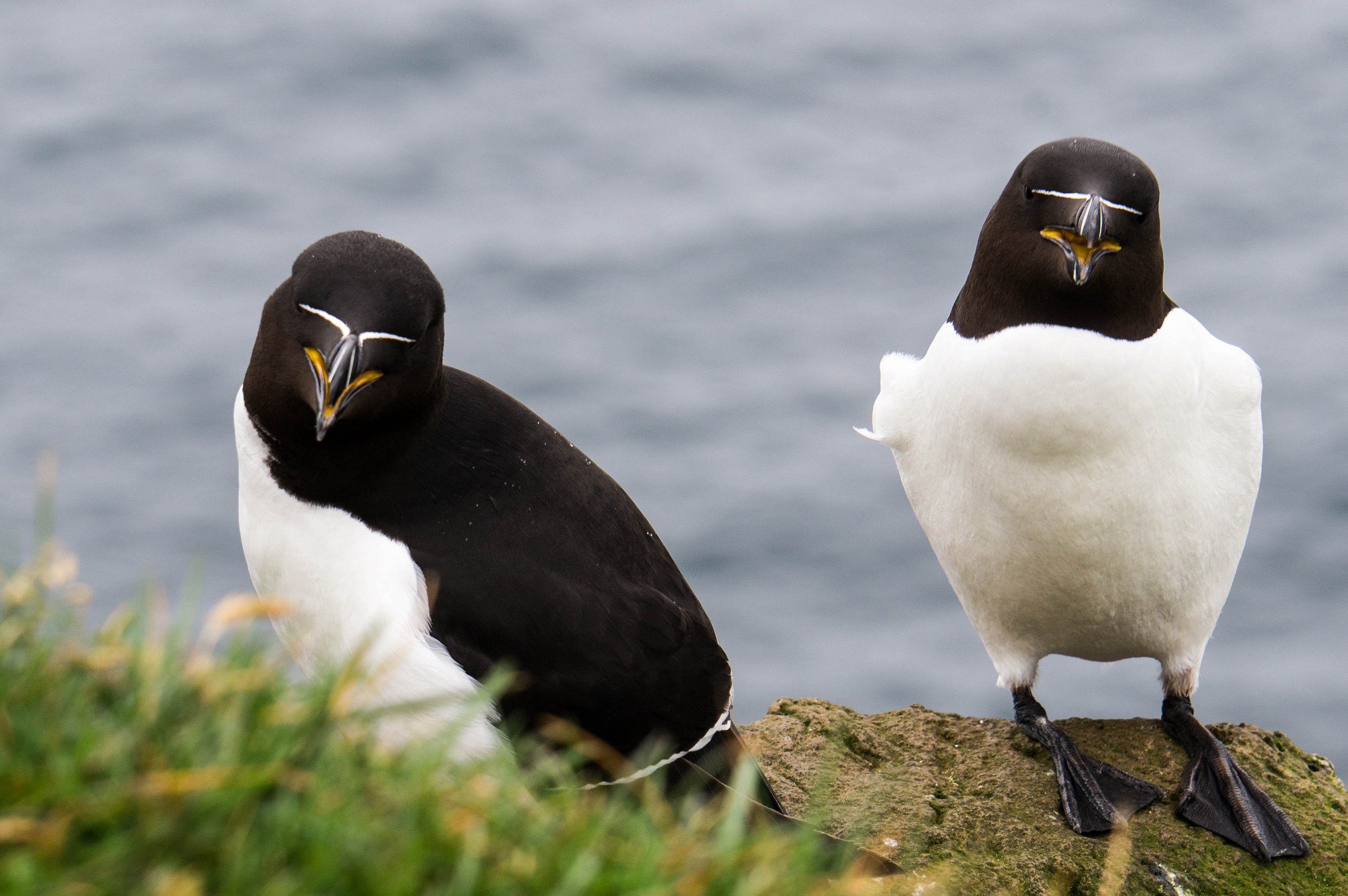 Razorbills