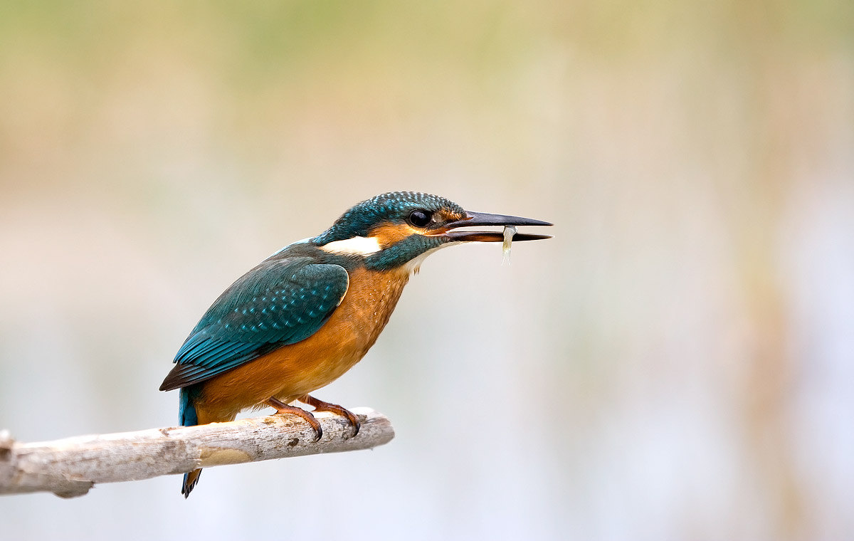 Kingfisher