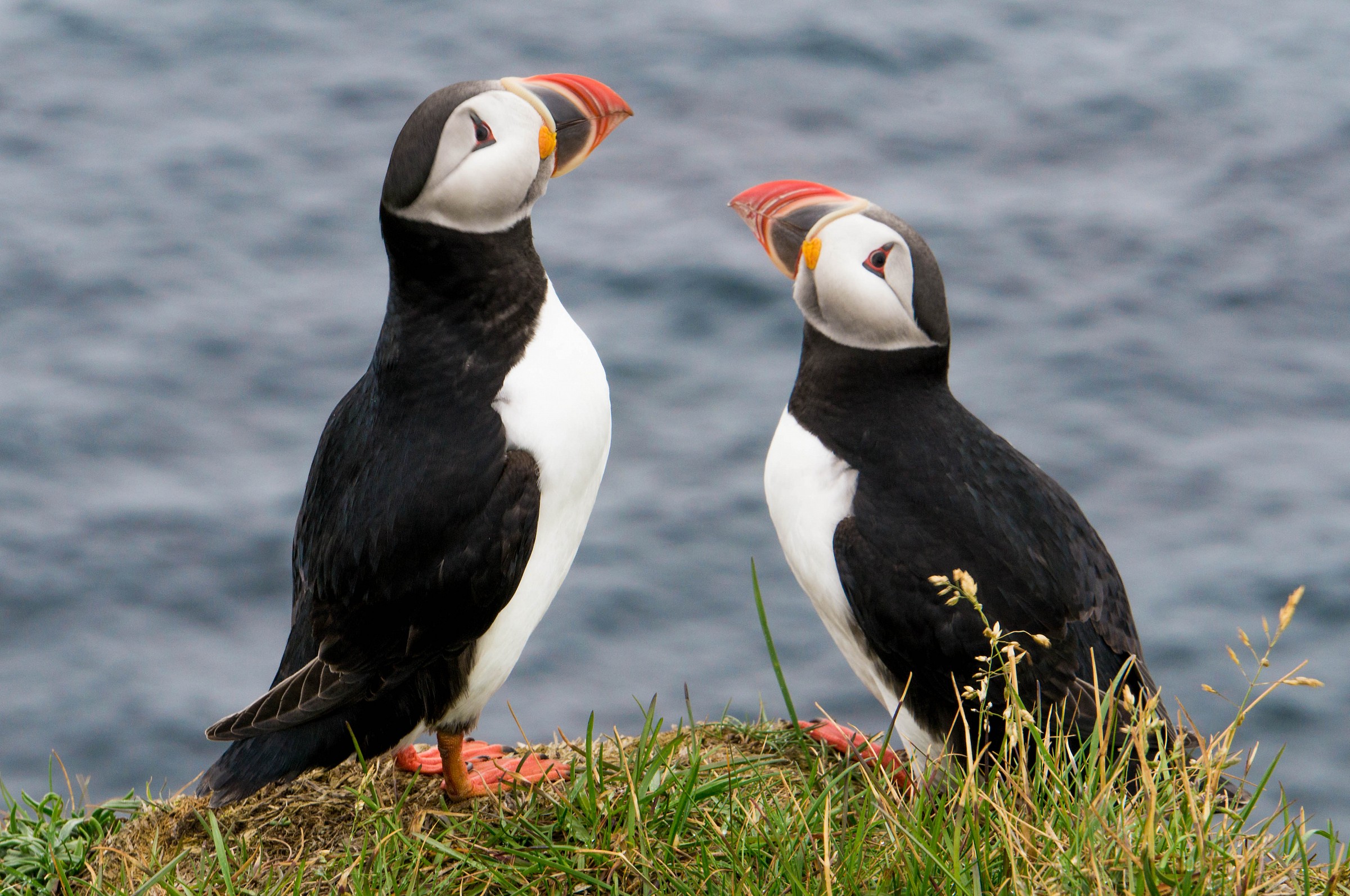 2 puffins