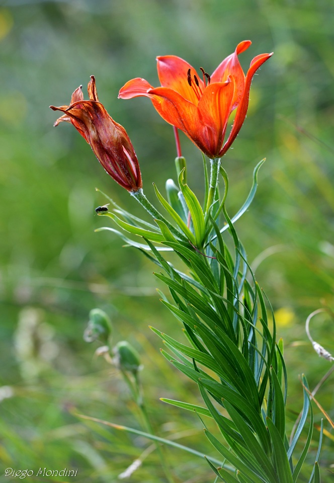 Wild orange lily